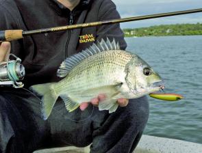 Bream are on the chew and over the gravel patches in shallow water poppers and walk-baits are good options.